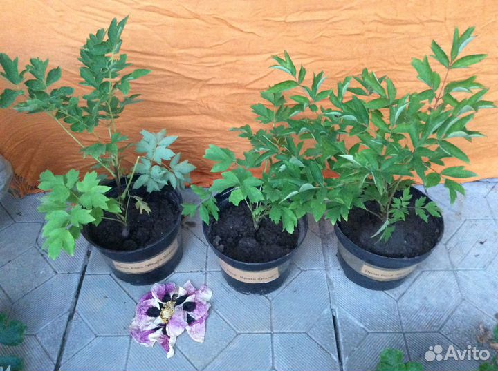 Пион Рока Врата храма, древовидный саженцы