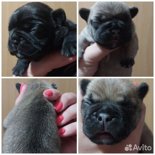 Французский бульдог щенки