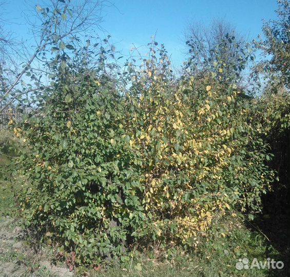 Саженцы желтой сливы