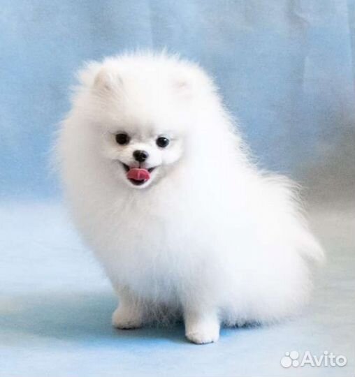 Белый померанский шпиц, мини, щенки