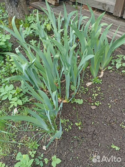 Ирис бородатый