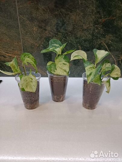 Эпипремнум Хэппи лив