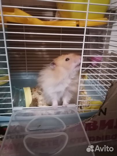 Вязка Хомяк сирийский ангорский вязка