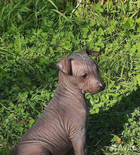 Ксоло мексиканская голая собака мини девочка
