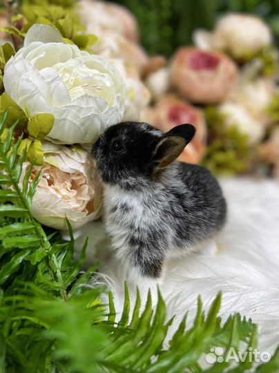 Кролик мини