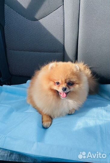 Померанский шпиц вязка