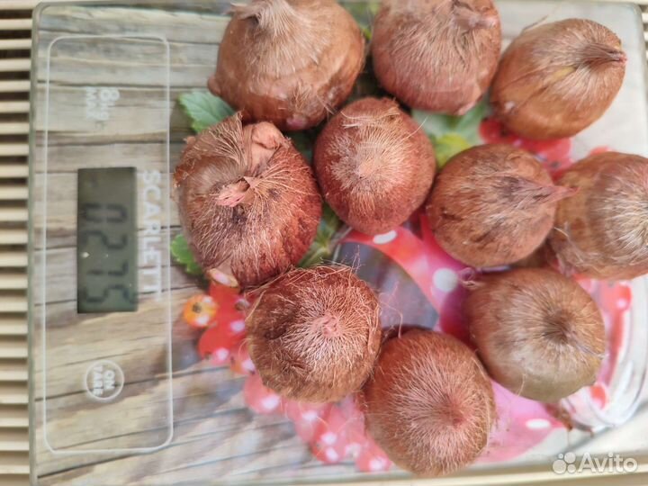 Луковицы фрезии