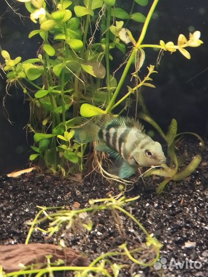 Аквариумные рыбки