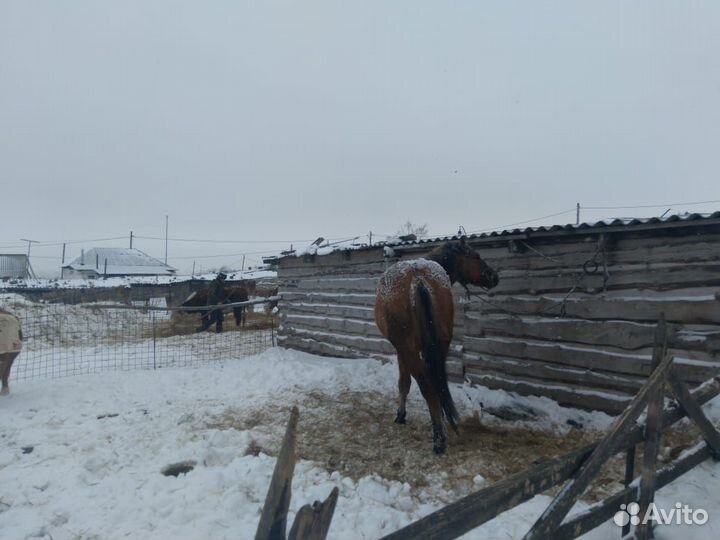 Лошадь жеребец