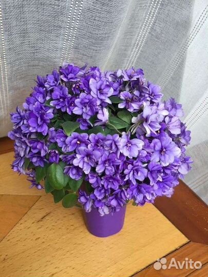 Фиалка Rob s Wagga Wagga