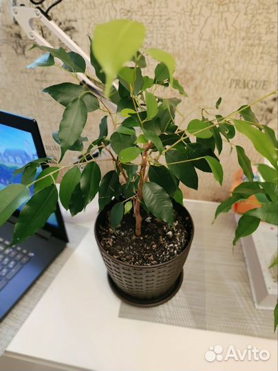 Фикус бенджамина