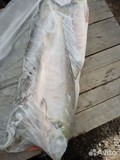Продам кету свежемороженую