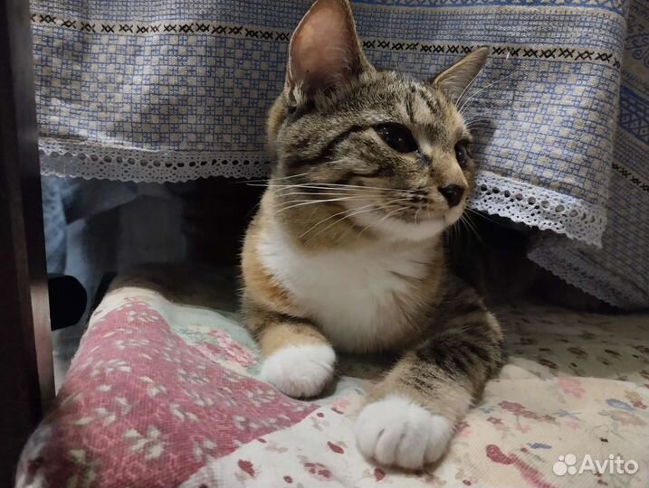 Кошечки трёхцветные 4 месяца