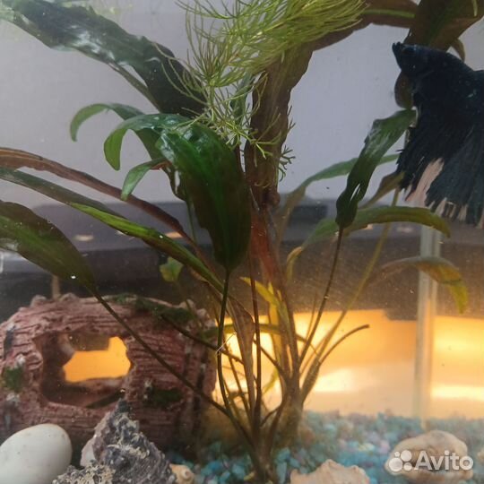 Растение в аквариумное