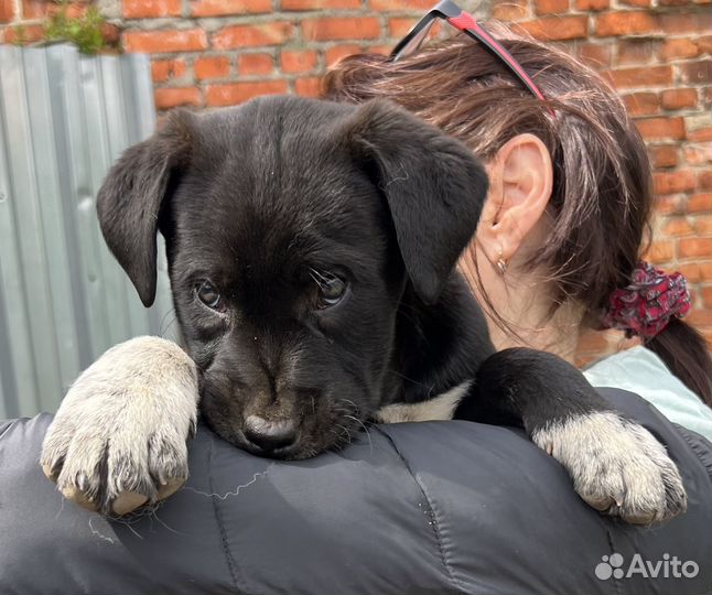 Щенок девочка 2 месяца 