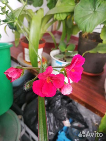 Ампельная герань