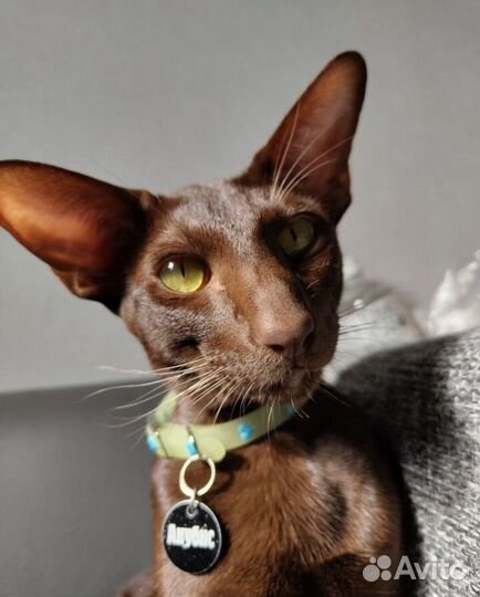 Ориентальный кот вязка