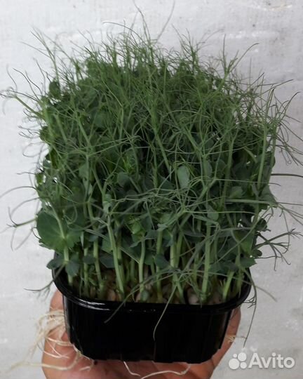 Микрозелень