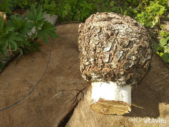 Кап,сувель березовый