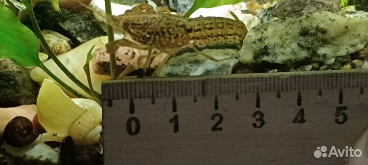 Аквариумные раки