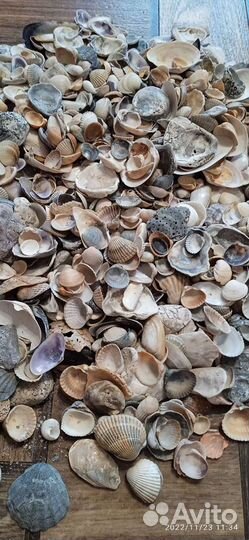 Морские ракушки и камни