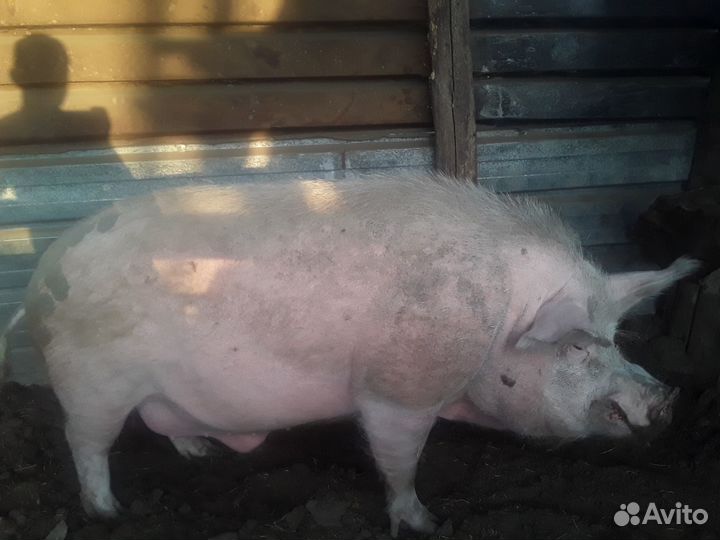 Продается хряк