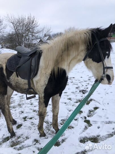 Седло бу для лошади