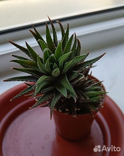 Хавортия полосатая