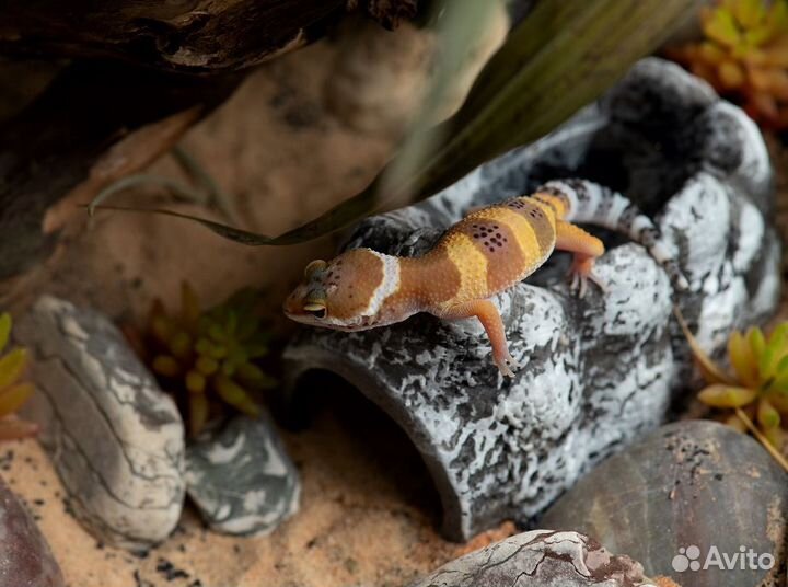 Товары для рептилий