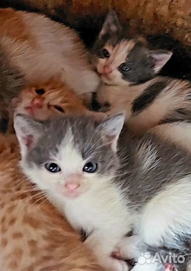 Котята-подкидыши в добрые руки