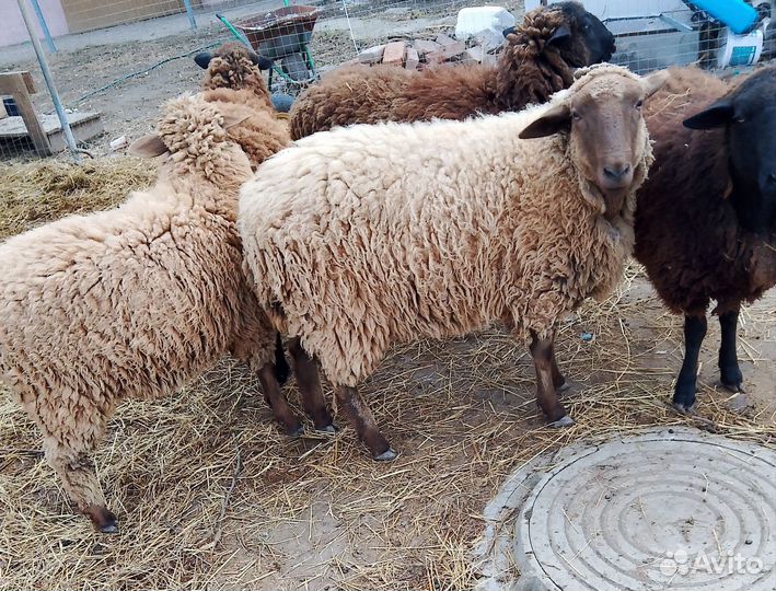 Овцы мясные