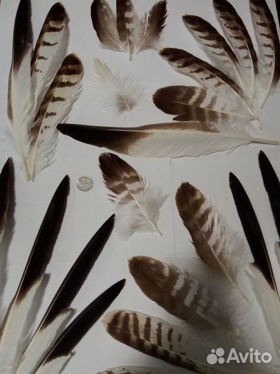 Перья хищной птицы