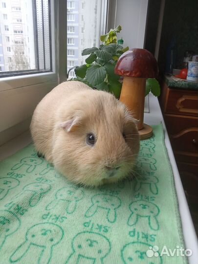 Морская свинка мальчик