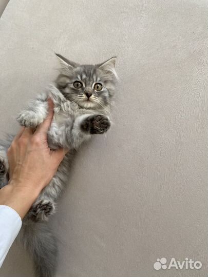 Котенок мальчик в добрые руки