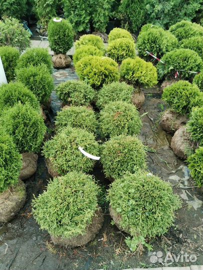 Туя западная Литл Джем