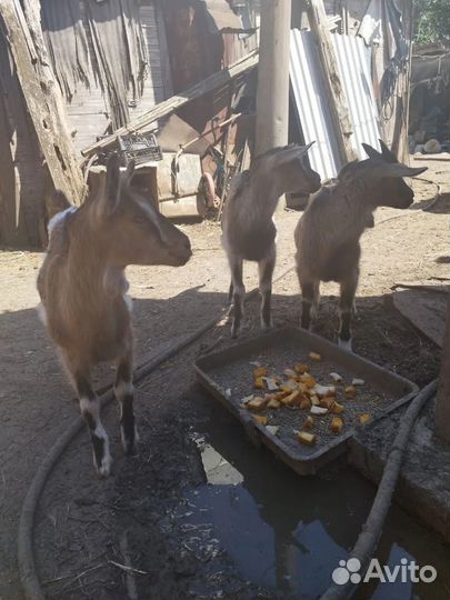 Зааненская коза