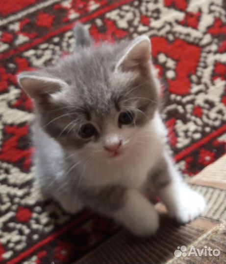 Кошка в дар бесплатно