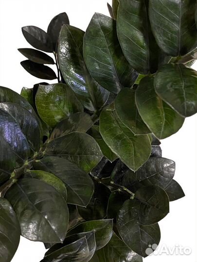 Замиокулькас черный равен