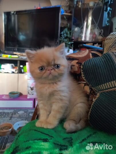 Персидская