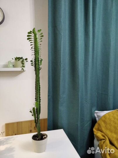 Молочай трехгранный