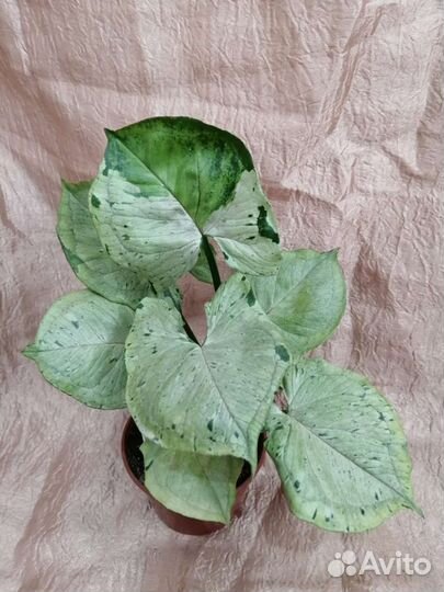 Сингониумы