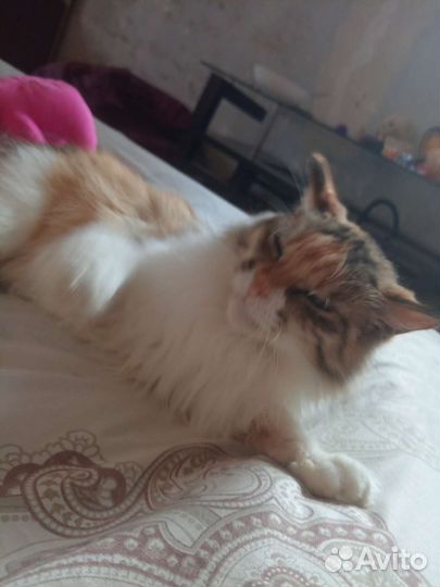 Кошка отдам