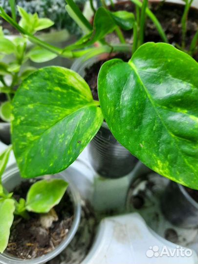 Эпипремнум (сциндапсус)