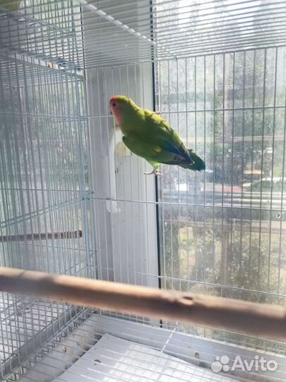 Попугай неразлучники