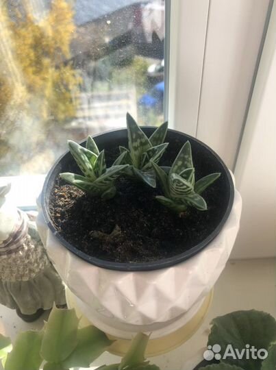 Суккуленты (Алоэ пестрый, Крассула)