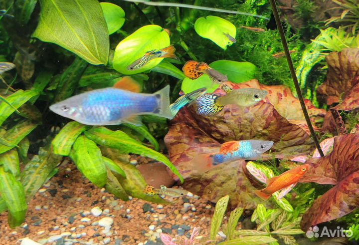 Аквариумные рыбки бесплатно