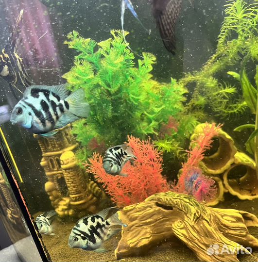 Рыбка сапфировый попугай