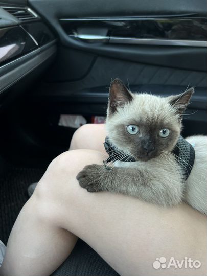 Шотландец прямоухий