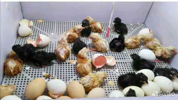 Инкубационное яйцо кур