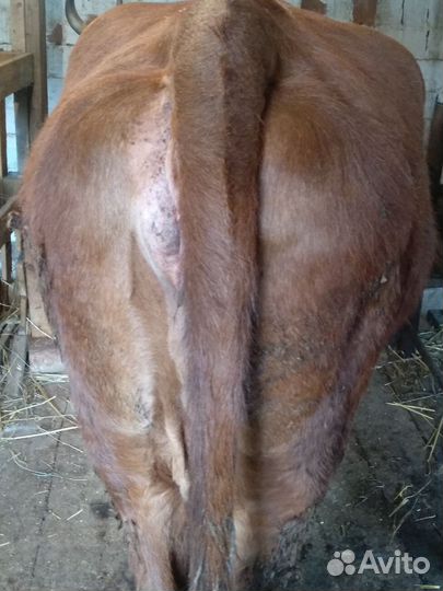 Корова на мясо